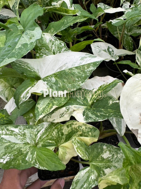 Großhandel 10x Syngonium Albo Variegataed