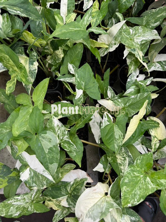 Wholesale 10x Syngonium Albo Variegtaed