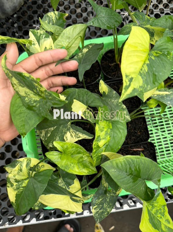 Wholesale 10x Syngonium Aurea Variegated