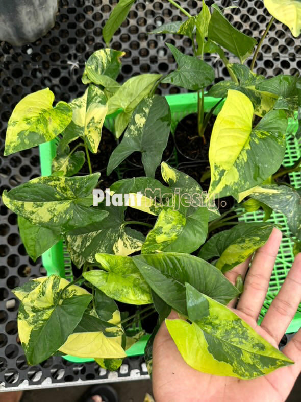 Wholesale 10x Syngonium Aurea Variegated