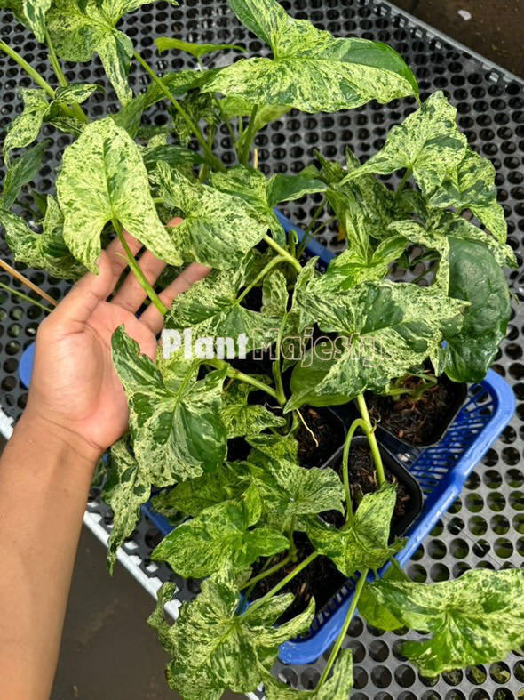 Wholesale 10x Syngonium Mojito Mottled