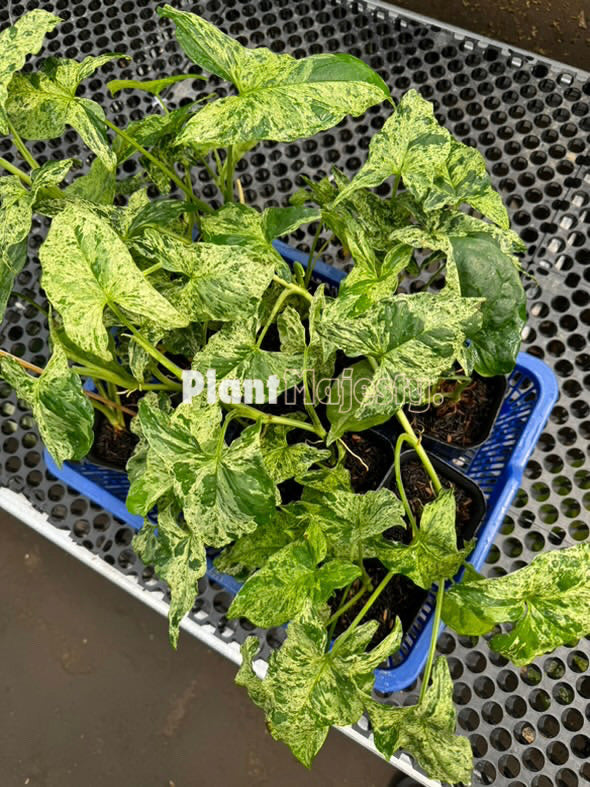 Wholesale 10x Syngonium Mojito Mottled