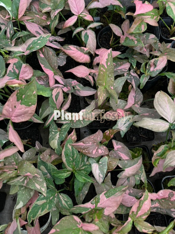 Großhandel 10x Syngonium Pink Splash