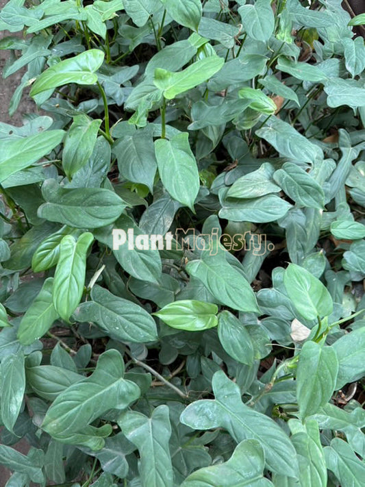 Wholesale 10x Philodendron Bipennifolium