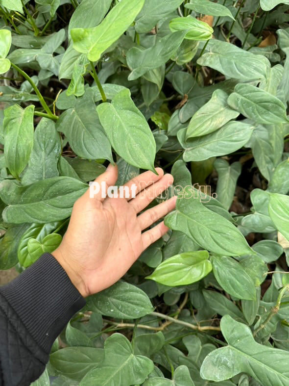 Wholesale 10x Philodendron Bipennifolium