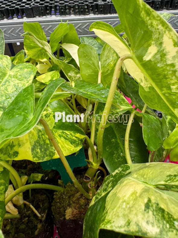 Wholesale 10x Philodendron Burle Marx Variegated