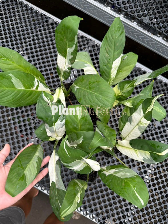 Venta al por mayor 10x Spathiphyllum Peace Lily abigarrado