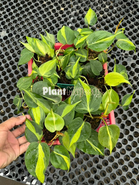 Wholesale 25x Philodendron Brazil