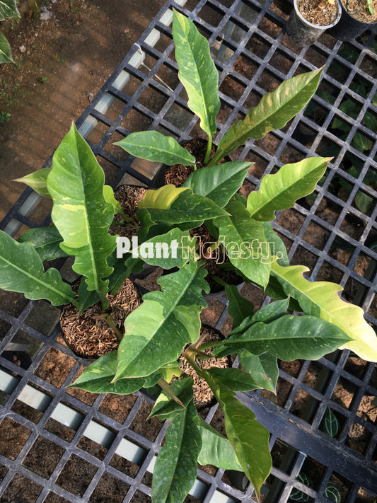 Wholesale 25x Philodendron ring of Fire