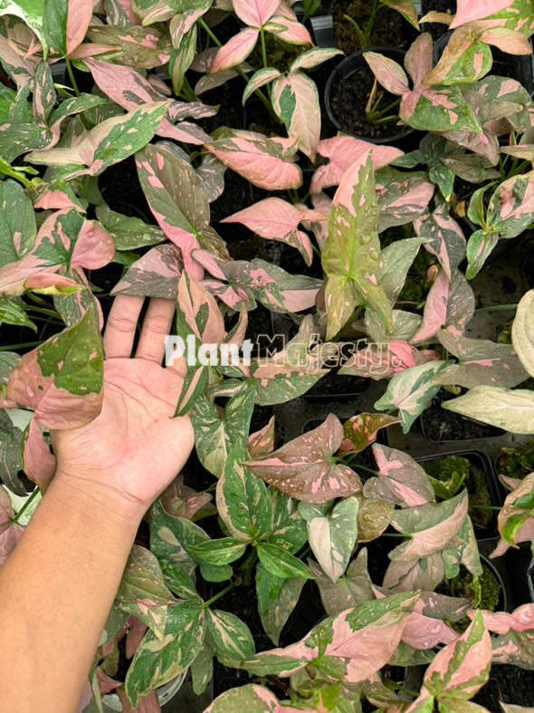 Wholesale 25x Syngonium Pink Splash