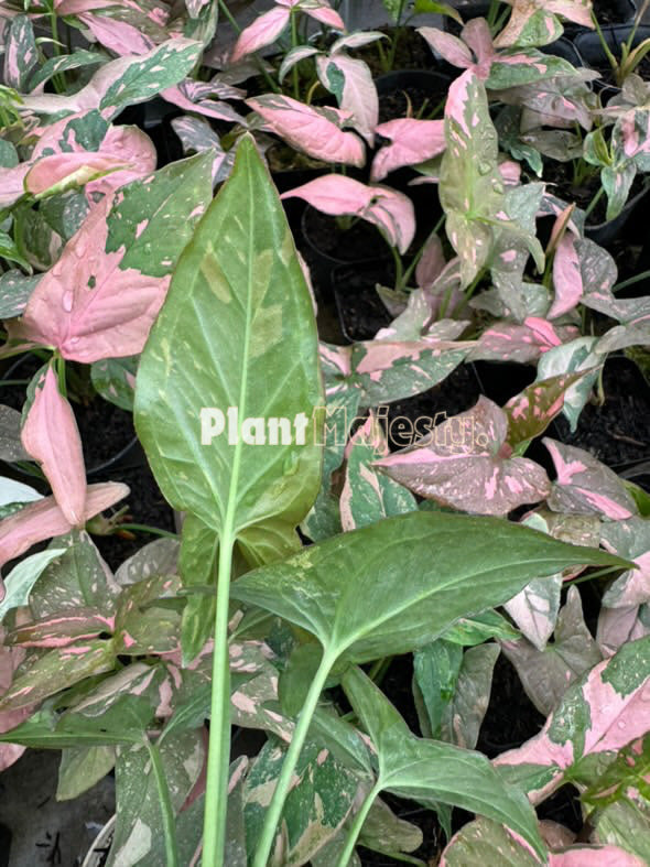 Wholesale 25x Syngonium Pink Splash