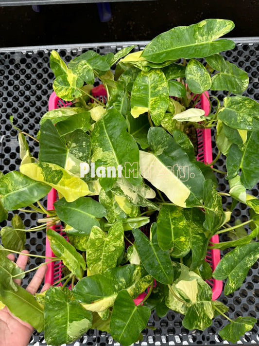 Wholesale 25x Philodendron Burle Marx Variegated