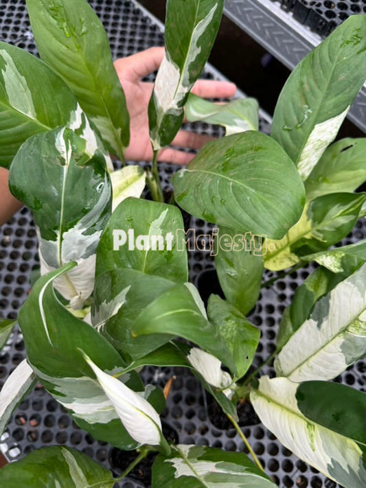 Wholesale 25x Spathiphyllum Peace Lily Variegated