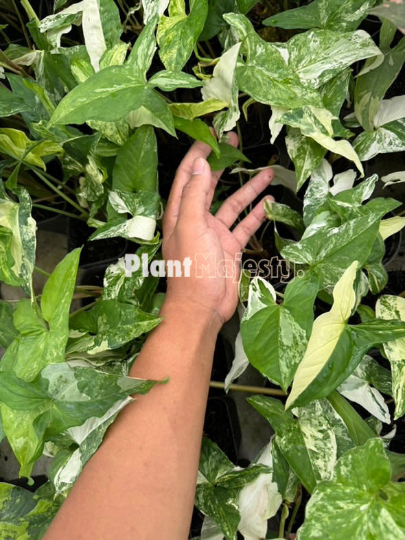 Wholesale 50x Syngonium Albo Variegtaed