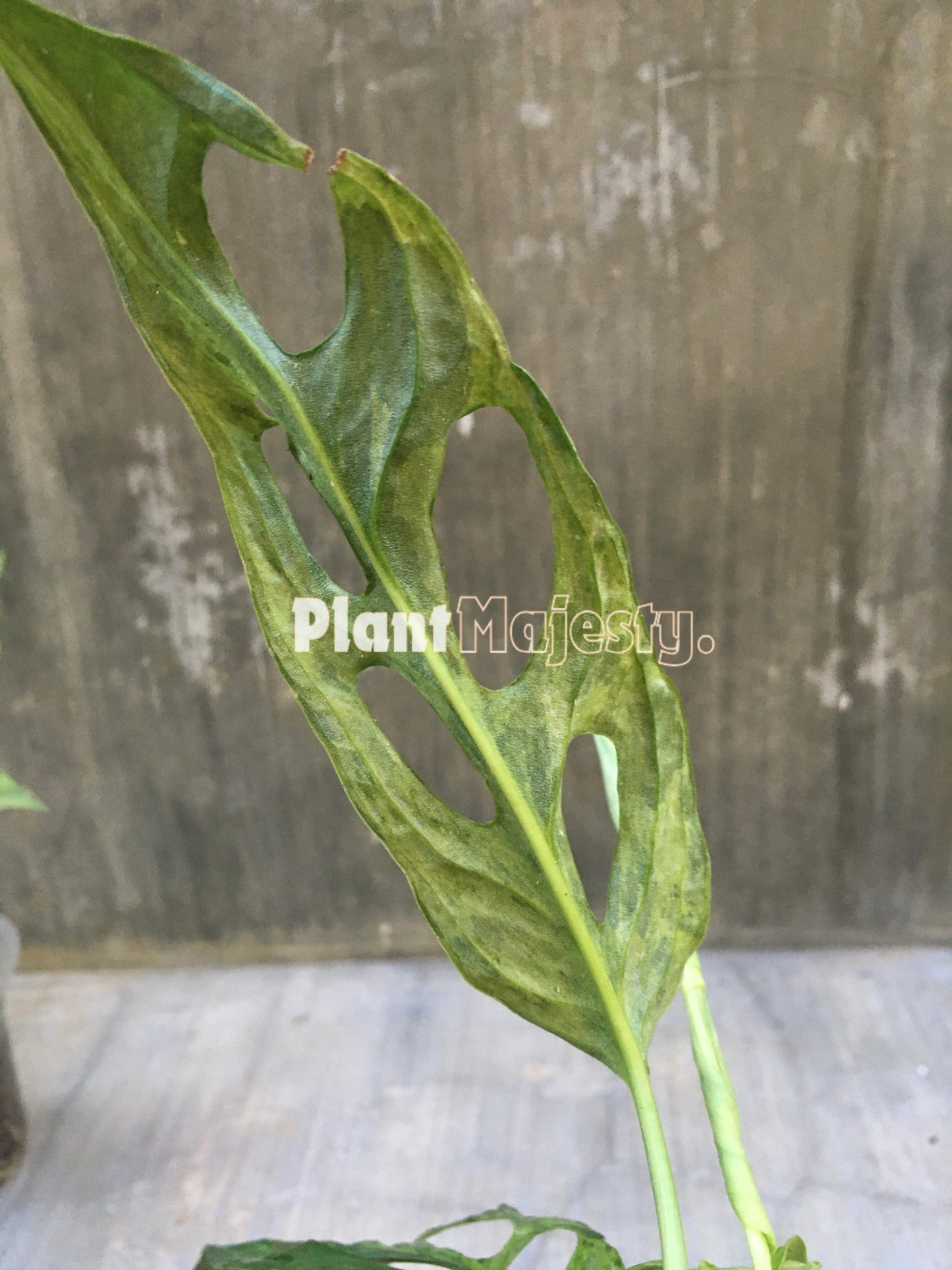 Wholesale 5x Monstera Adansoni Variegated Mint