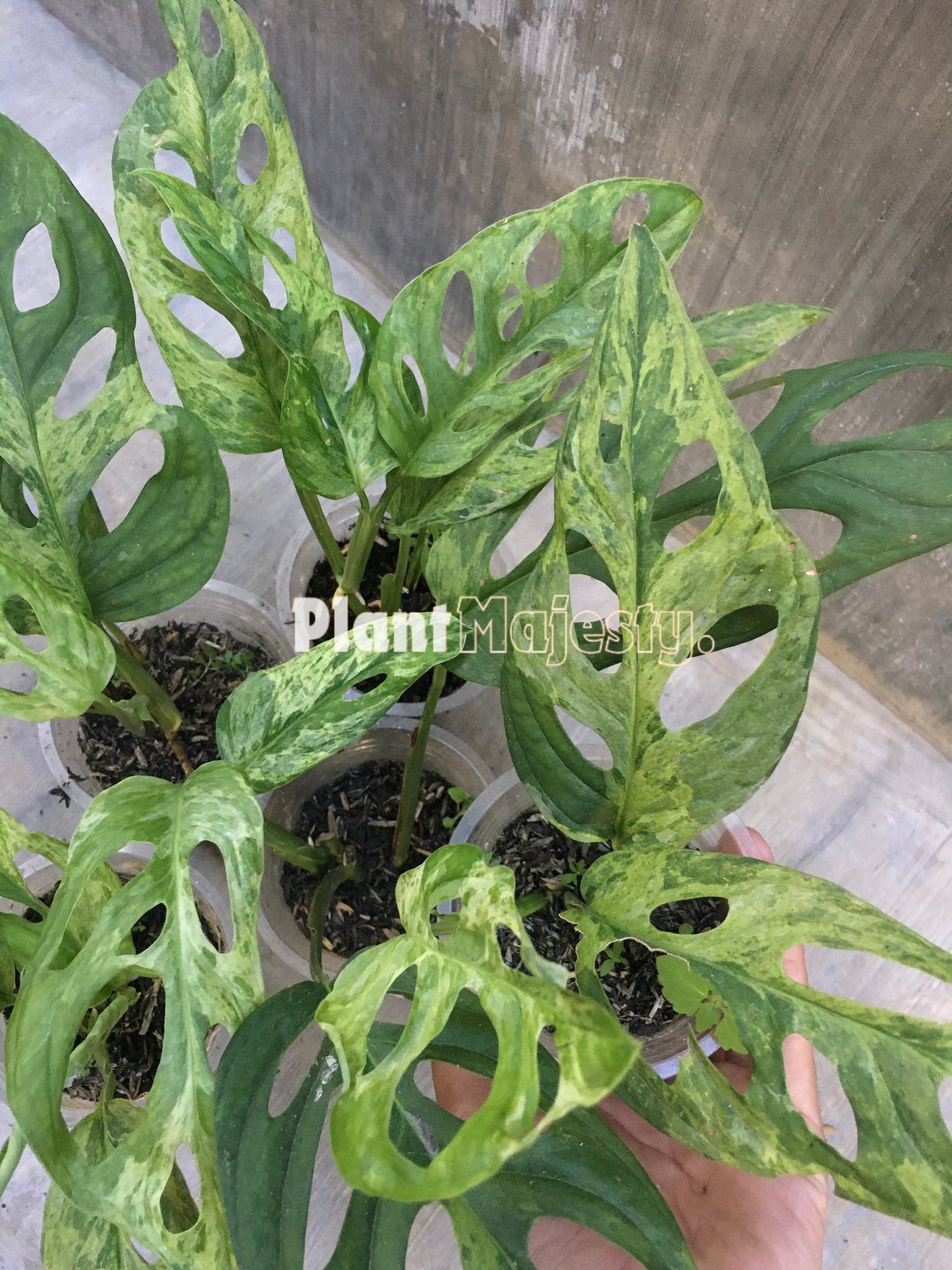 Wholesale 5x Monstera Adansoni Variegated Mint