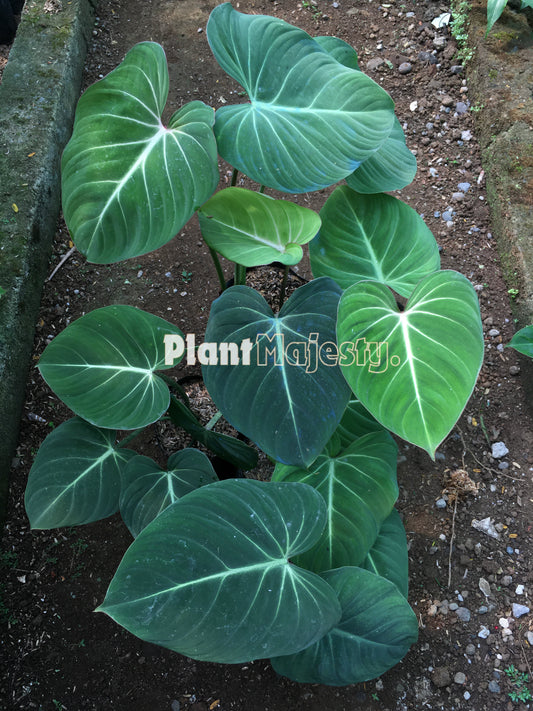 Wholesale 5x Philodendron Gloriosum