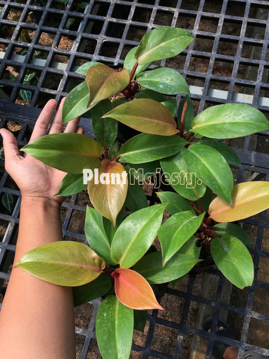 Wholesale 5x Philodendron Orange Juice