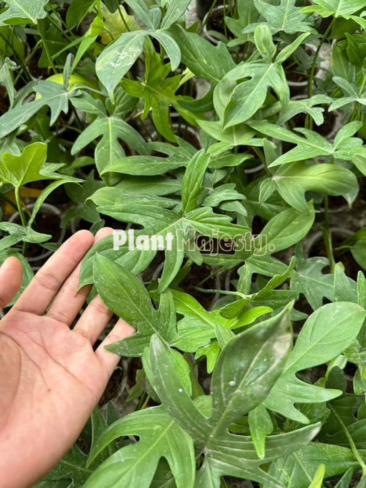 Wholesale 5x Philodendron Pedatum