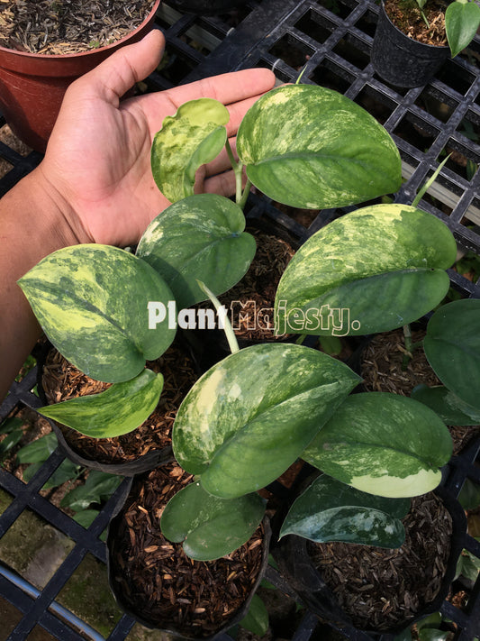 Wholesale 5x Scindapsus Jade Satin Variegated