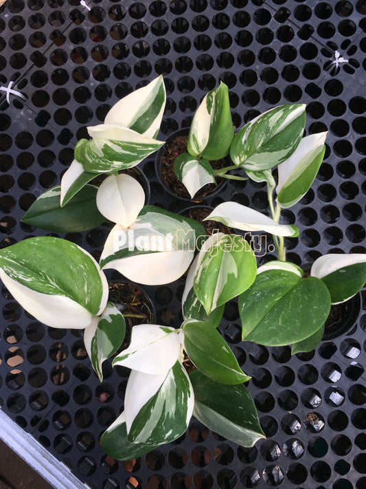 Wholesale 5x Scindapsus Treubi Albo Variegated