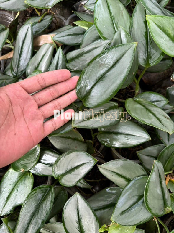 Wholesale 5x Scindapsus Truebi Silver