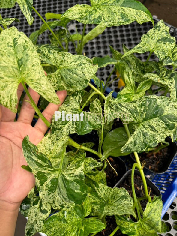 Wholesale 5x Syngonium Mojito