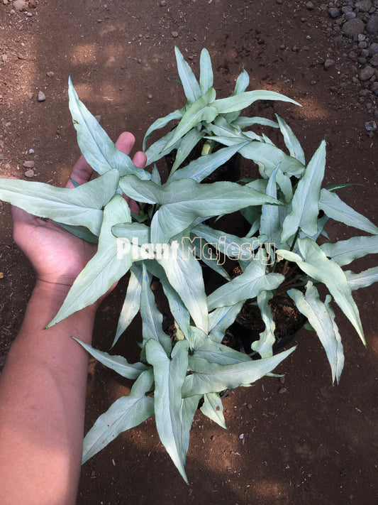 Wholesale 5x Syngonium Ngern Laima