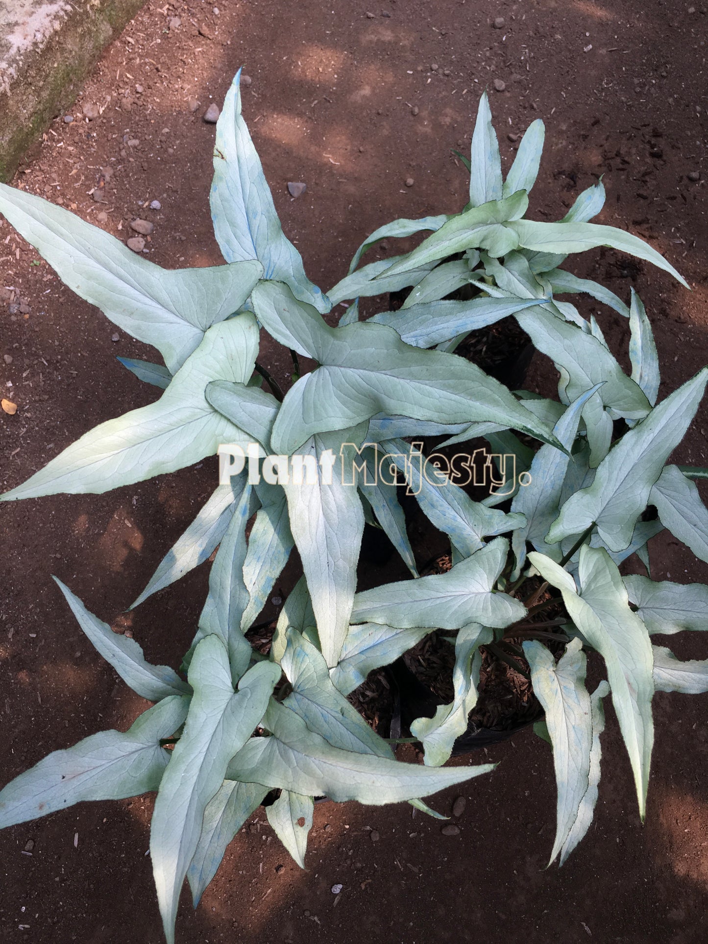 Wholesale 5x Syngonium Ngern Laima