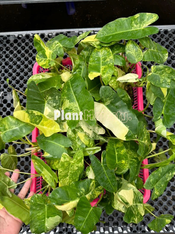 Wholesale 5x philodendron burle marx variegated