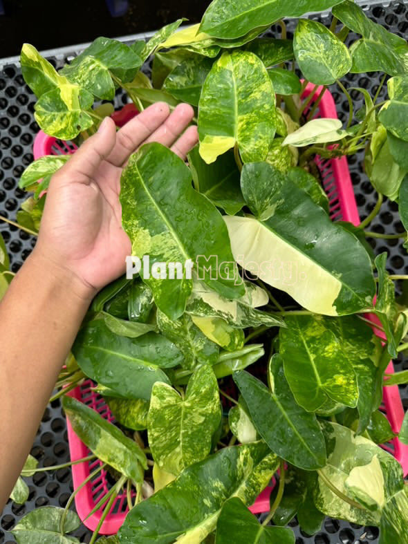 Wholesale 5x philodendron burle marx variegated