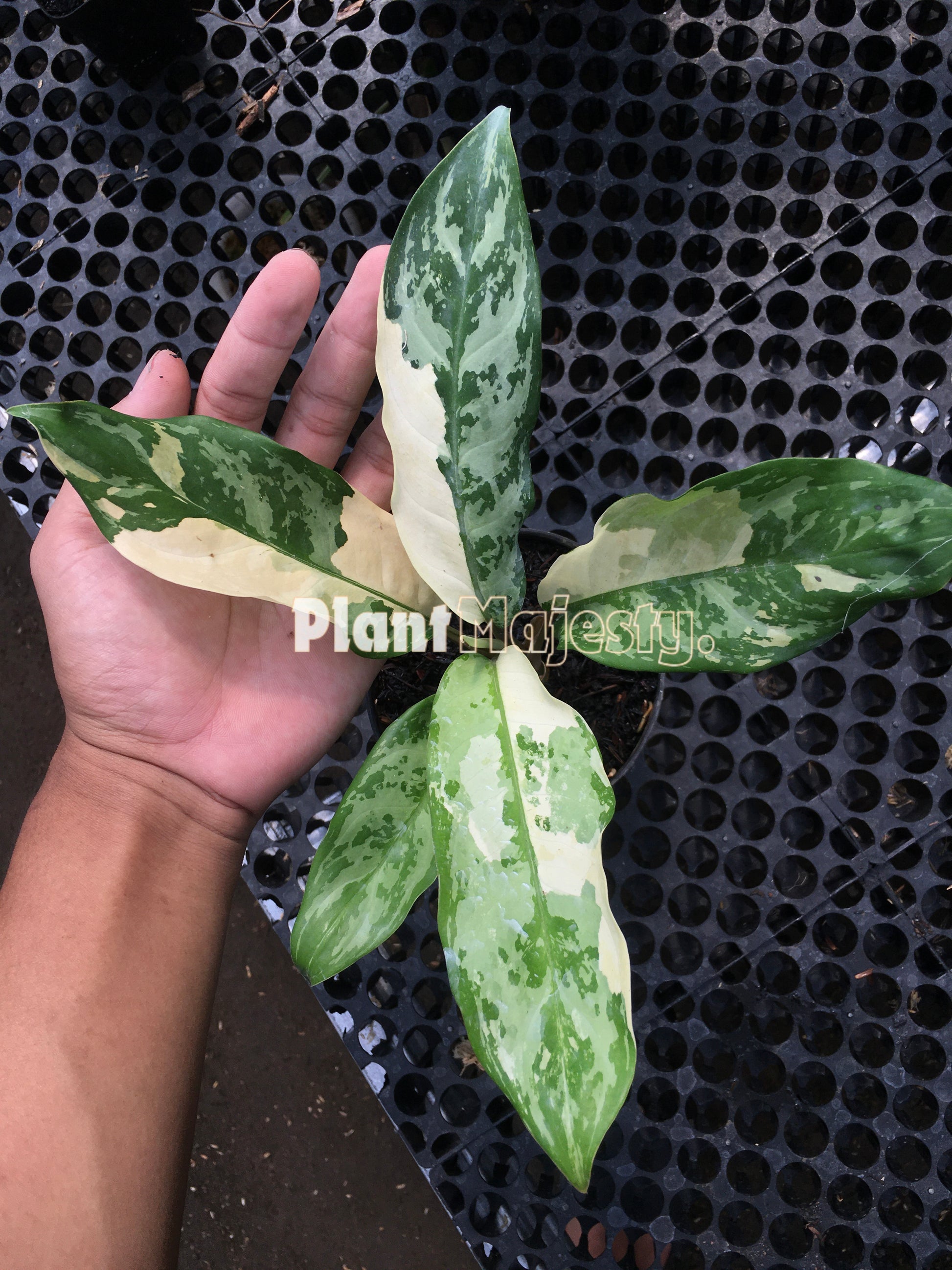 Aglaonema Commutatum Variegated, live Aglaonema Commutatum Variegated, live Aglaonema Commutatum Variegated plants, rare Aglaonema Commutatum Variegated, rare Aglaonema Commutatum Variegated live plants, tropical Aglaonema Commutatum Variegated live plants, wholesale Aglaonema Commutatum Variegated, outdoor plant, indoor plants, winter plants, summer plants, spring plants, houseplants, rare Aglaonema Commutatum Variegated live plants, live Aglaonema Commutatum Variegated rare plants