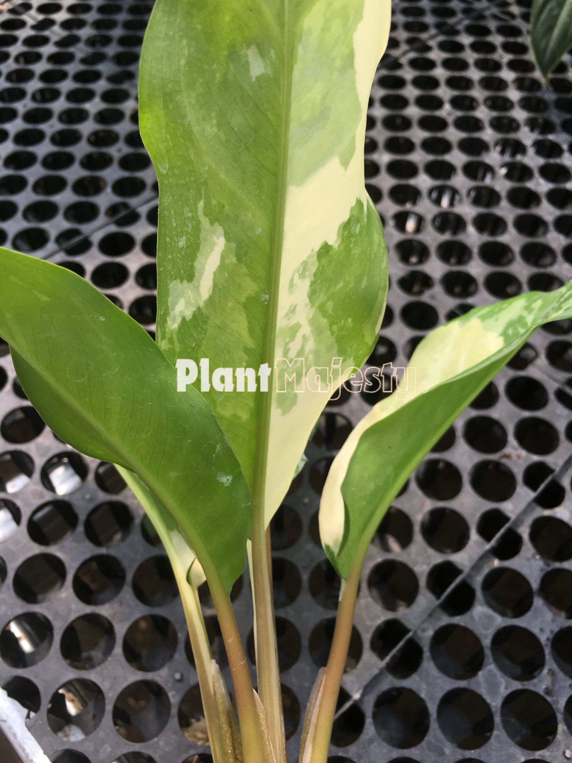 Aglaonema Commutatum Variegated, live Aglaonema Commutatum Variegated, live Aglaonema Commutatum Variegated plants, rare Aglaonema Commutatum Variegated, rare Aglaonema Commutatum Variegated live plants, tropical Aglaonema Commutatum Variegated live plants, wholesale Aglaonema Commutatum Variegated, outdoor plant, indoor plants, winter plants, summer plants, spring plants, houseplants, rare Aglaonema Commutatum Variegated live plants, live Aglaonema Commutatum Variegated rare plants