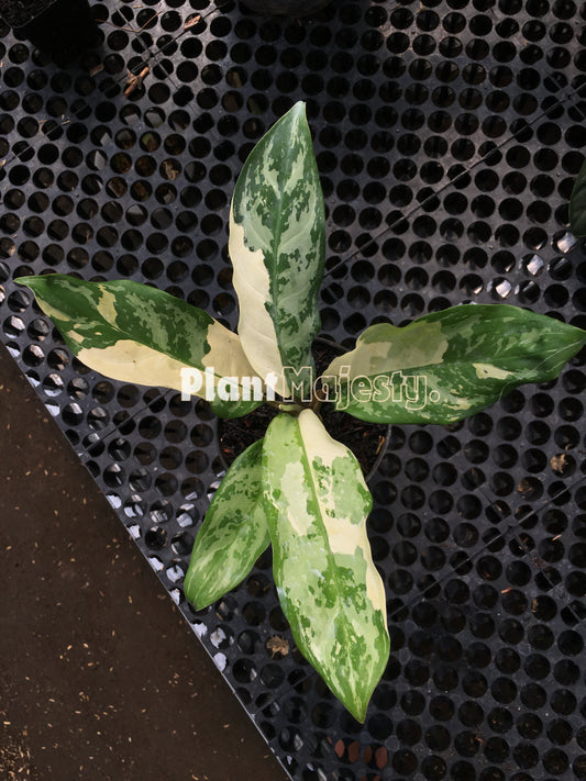 Aglaonema Commutatum Variegated, live Aglaonema Commutatum Variegated, live Aglaonema Commutatum Variegated plants, rare Aglaonema Commutatum Variegated, rare Aglaonema Commutatum Variegated live plants, tropical Aglaonema Commutatum Variegated live plants, wholesale Aglaonema Commutatum Variegated, outdoor plant, indoor plants, winter plants, summer plants, spring plants, houseplants, rare Aglaonema Commutatum Variegated live plants, live Aglaonema Commutatum Variegated rare plants