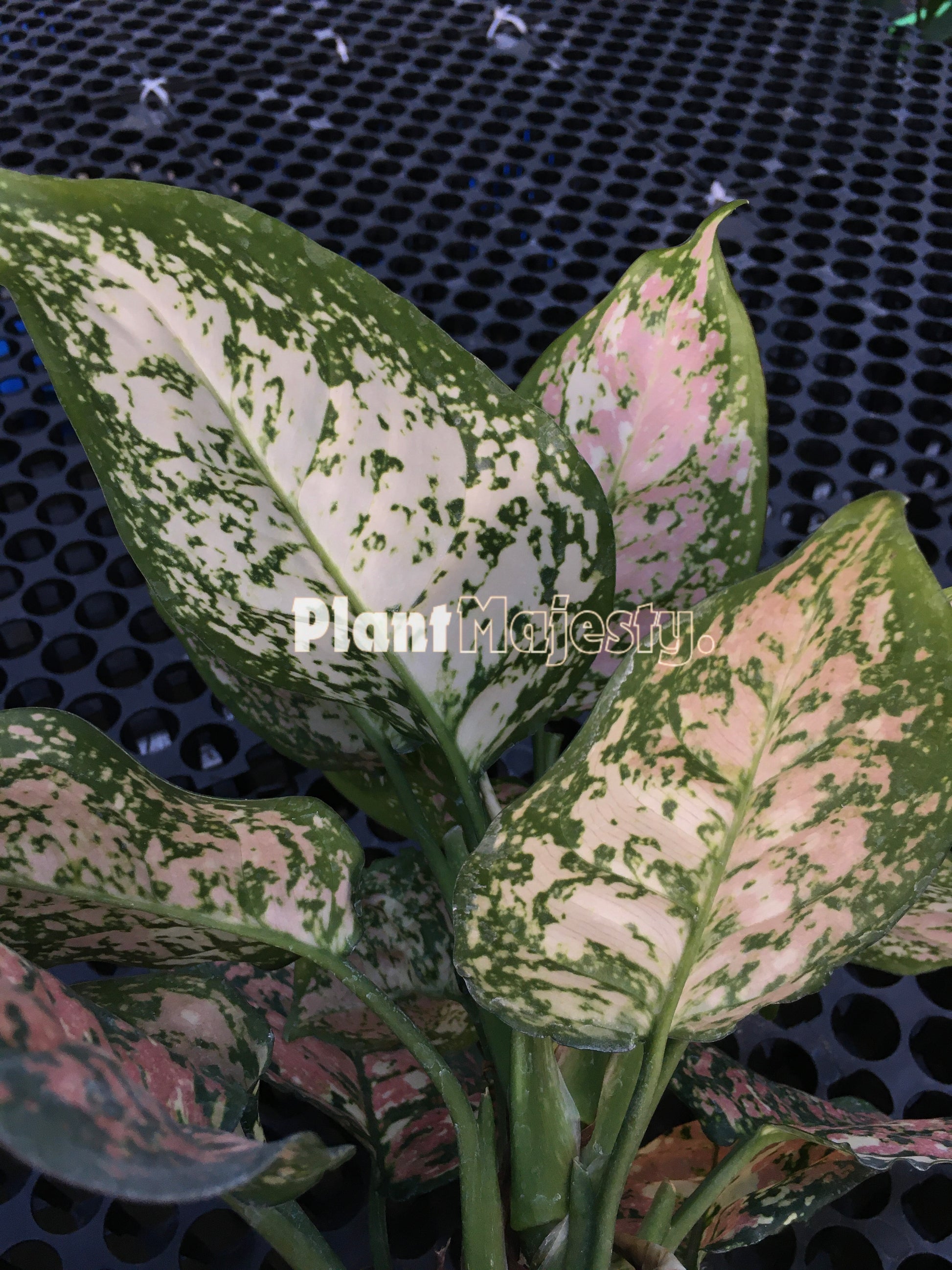 Aglaonema Tricolor, live aglaonema Tricolor, live aglaonema Tricolor plants, rare aglaonema Tricolor, rare aglaonema Tricolor live plants, tropical aglaonema Tricolor live plants, wholesale aglaonema Tricolor, outdoor plant, indoor plants, winter plants, summer plants, spring plants, houseplants, rare aglaonema Tricolor live plants, live aglaonema Tricolor rare plants