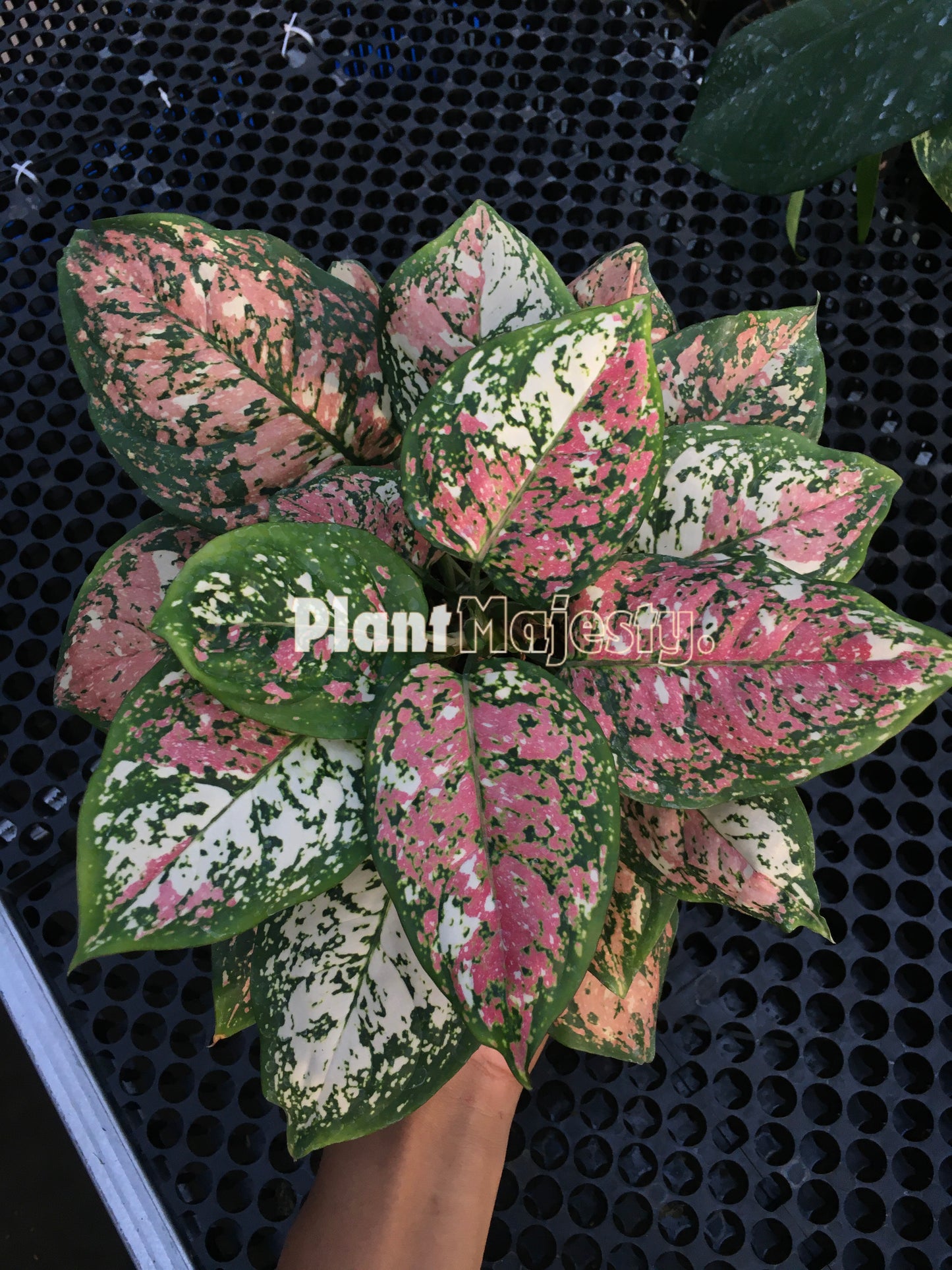 Aglaonema Tricolor, live aglaonema Tricolor, live aglaonema Tricolor plants, rare aglaonema Tricolor, rare aglaonema Tricolor live plants, tropical aglaonema Tricolor live plants, wholesale aglaonema Tricolor, outdoor plant, indoor plants, winter plants, summer plants, spring plants, houseplants, rare aglaonema Tricolor live plants, live aglaonema Tricolor rare plants