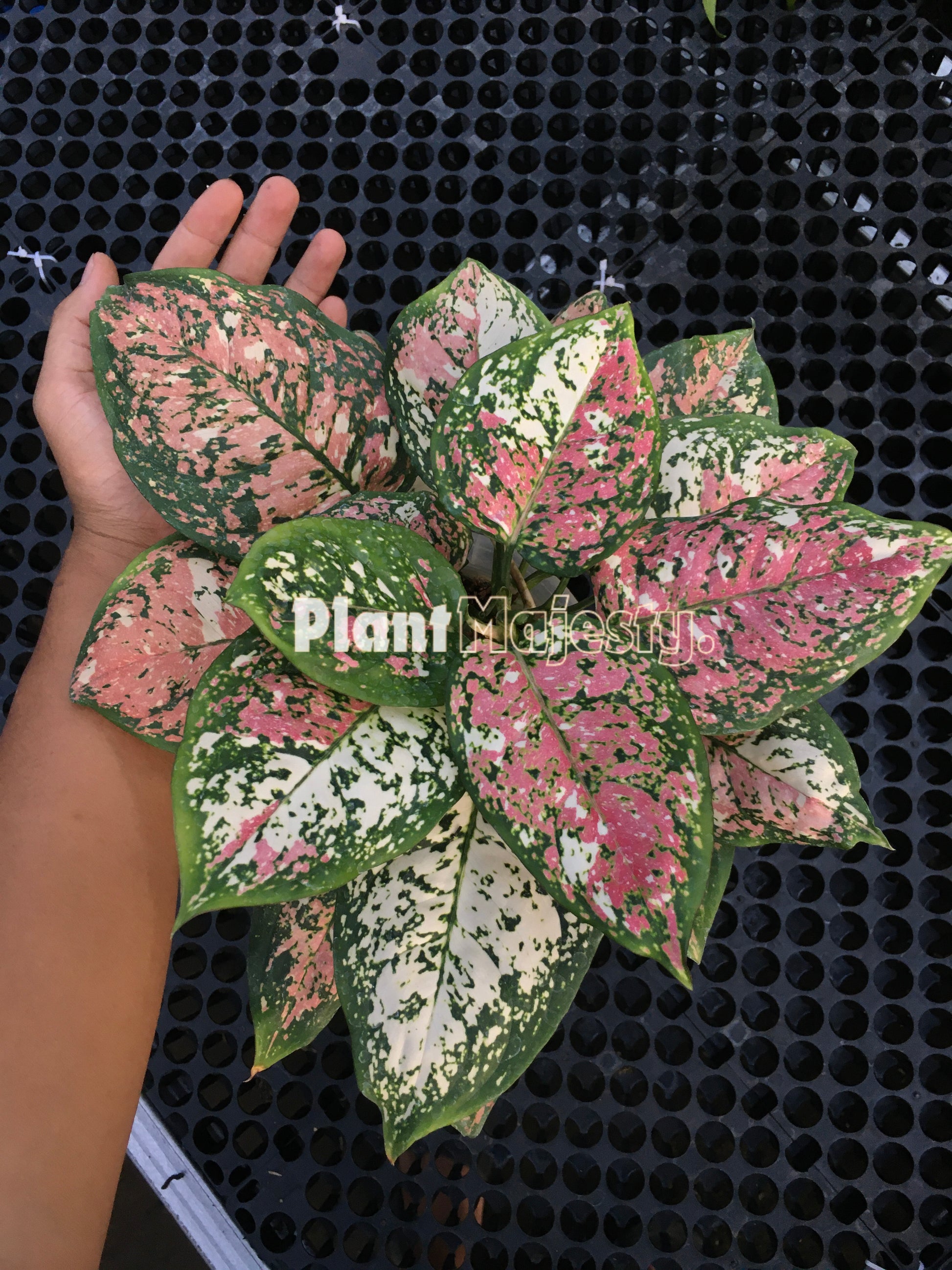 Aglaonema Tricolor, live aglaonema Tricolor, live aglaonema Tricolor plants, rare aglaonema Tricolor, rare aglaonema Tricolor live plants, tropical aglaonema Tricolor live plants, wholesale aglaonema Tricolor, outdoor plant, indoor plants, winter plants, summer plants, spring plants, houseplants, rare aglaonema Tricolor live plants, live aglaonema Tricolor rare plants