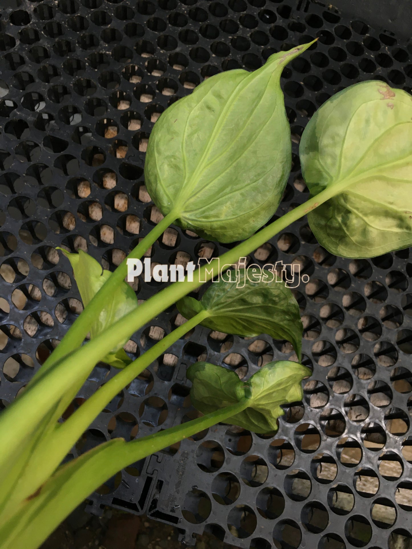 Alocasia Cucullata Variegated Yellow, live Alocasia Cucullata Variegated Yellow, live Cucullata Variegated Yellow plants, rare Alocasia Cucullata Variegated Yellow, rare Alocasia Cucullata Variegated Yellow live plants, tropical Cucullata Variegated Yellow New Guinea Gold live plants, wholesale Alocasia Cucullata Variegated Yellow, outdoor plant, indoor plants, winter plants, summer plants, spring plants, houseplants, rare Alocasia Cucullata Variegated Yellow live plants, live Alocasia Alocasia Cucullata Va