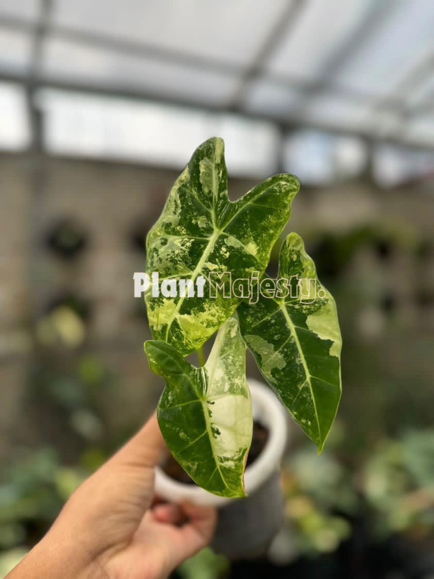 Alocasia Frydek Variegated, live Alocasia Frydek Variegated, live Alocasia Frydek Variegated plants, rare Alocasia Frydek Variegated, rare Alocasia Frydek Variegated live plants, tropical Alocasia Frydek Variegated  live plants, wholesale Alocasia Frydek Variegated, outdoor plant, indoor plants, winter plants, summer plants, spring plants, houseplants, rare Alocasia Frydek Variegated live plants, live Alocasia Frydek Variegated rare plants