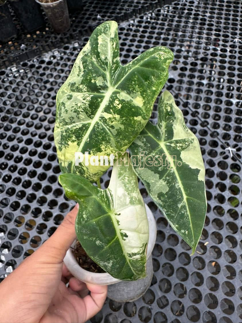 Alocasia Frydek Variegated, live Alocasia Frydek Variegated, live Alocasia Frydek Variegated plants, rare Alocasia Frydek Variegated, rare Alocasia Frydek Variegated live plants, tropical Alocasia Frydek Variegated  live plants, wholesale Alocasia Frydek Variegated, outdoor plant, indoor plants, winter plants, summer plants, spring plants, houseplants, rare Alocasia Frydek Variegated live plants, live Alocasia Frydek Variegated rare plants