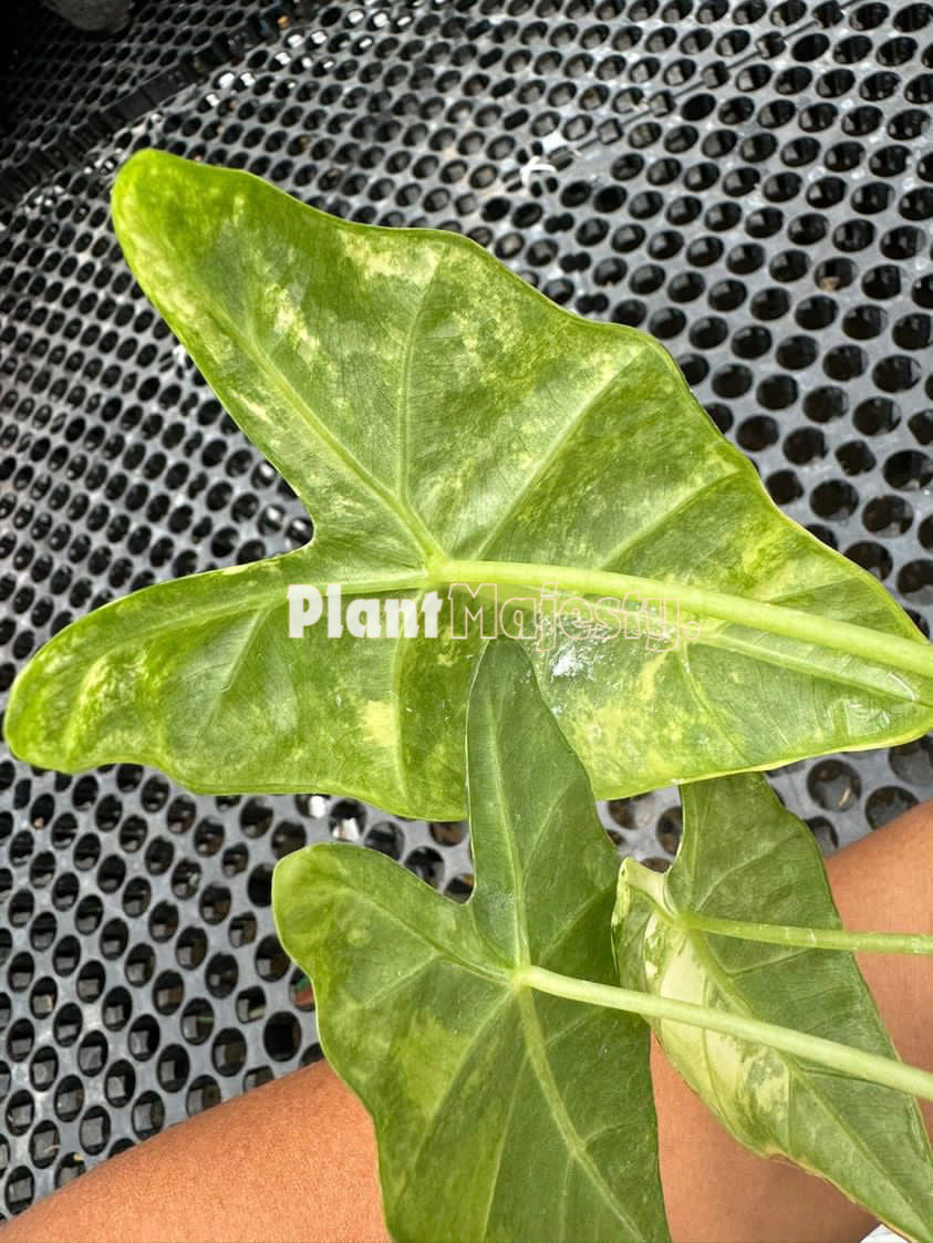 Alocasia Frydek Variegated, live Alocasia Frydek Variegated, live Alocasia Frydek Variegated plants, rare Alocasia Frydek Variegated, rare Alocasia Frydek Variegated live plants, tropical Alocasia Frydek Variegated  live plants, wholesale Alocasia Frydek Variegated, outdoor plant, indoor plants, winter plants, summer plants, spring plants, houseplants, rare Alocasia Frydek Variegated live plants, live Alocasia Frydek Variegated rare plants