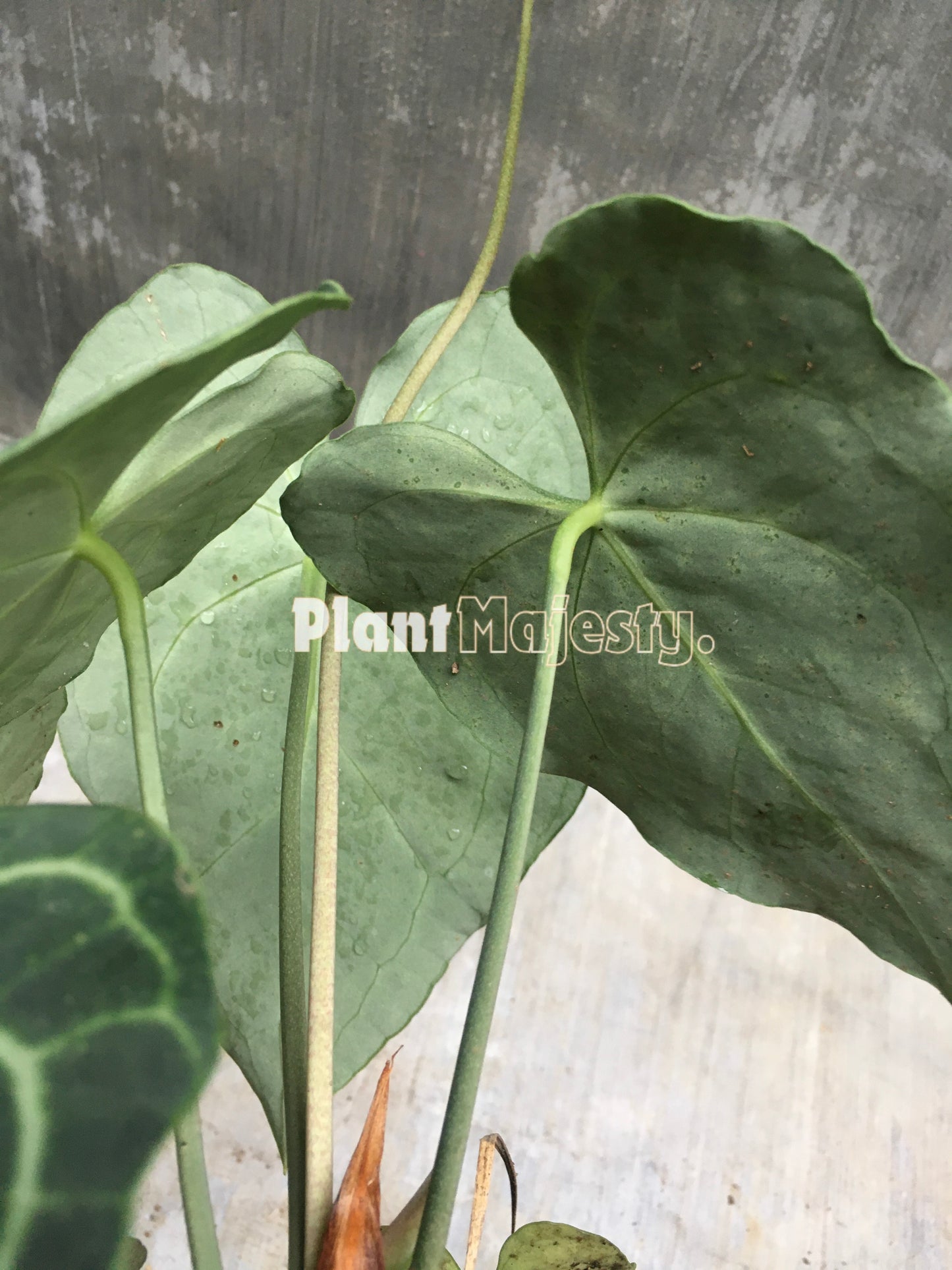 Anthurium  Clarinervium Medium, wholesale plants, live anthurium Clarinervium Medium plants, live anthurium Clarinervium Medium, rare anthurium Clarinervium Medium, rare plants, tropical plants, houseplants, indoor plants, outdoor plants, anthurium Clarinervium Medium plants, hybrid plants, anthurium Clarinervium Medium plants