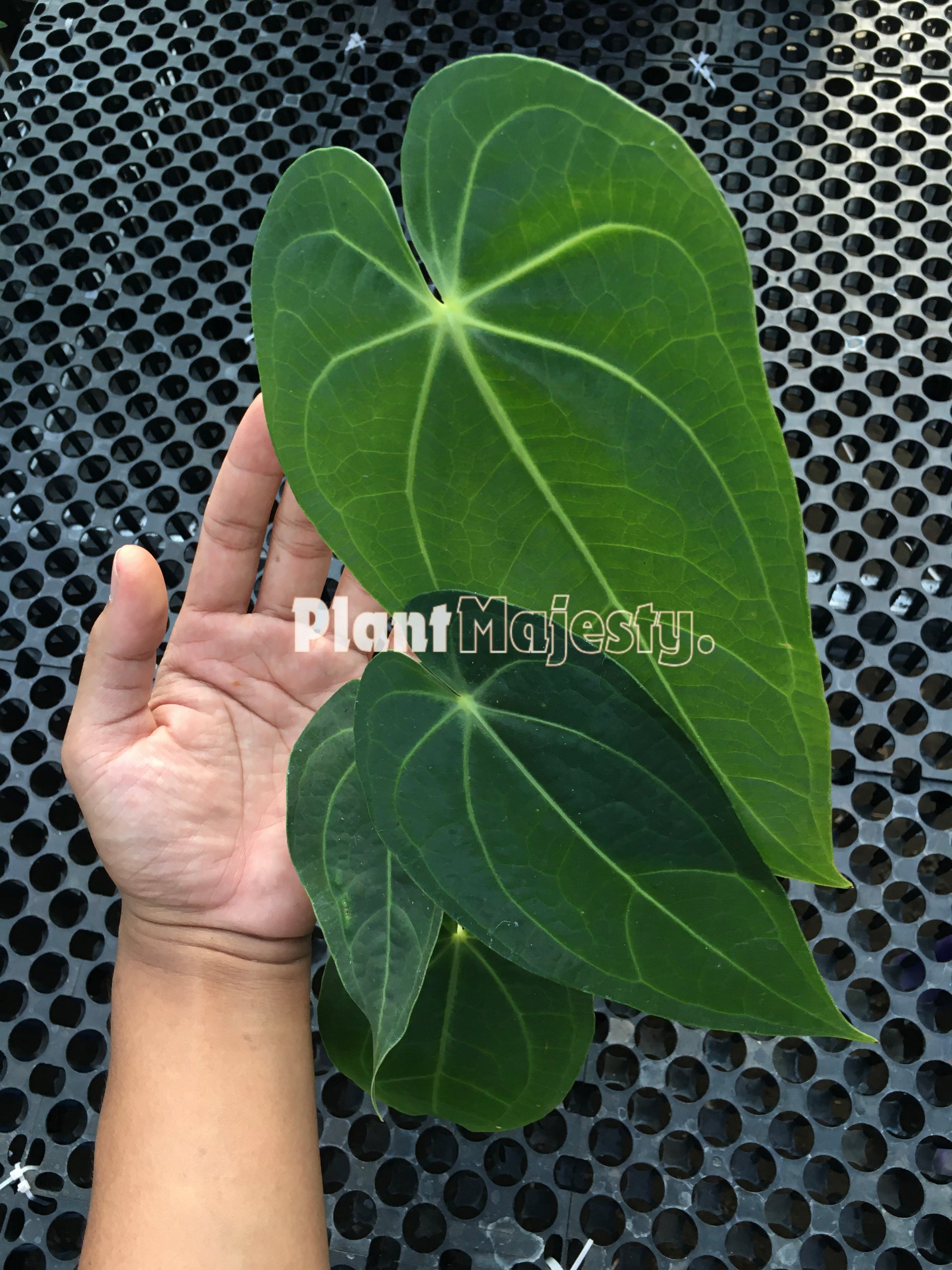 Anthurium Magnificum Verde, wholesale plants, live anthurium Magnificum Verde plants, live anthurium Magnificum Verde, rare anthurium Magnificum Verde, rare plants, tropical plants, houseplants, indoor plants, outdoor plants, anthurium Magnificum Verde live plants, hybrid plants, anthurium Magnificum Verde plants