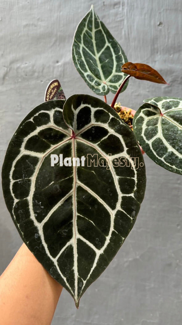 Anthurium Michelle, wholesale plants, live anthurium Michelle plants, live anthurium Michelle, rare anthurium Michelle, rare plants, tropical plants, houseplants, indoor plants, outdoor plants, anthurium Michelle live plants, hybrid plants, anthurium Michelle plants