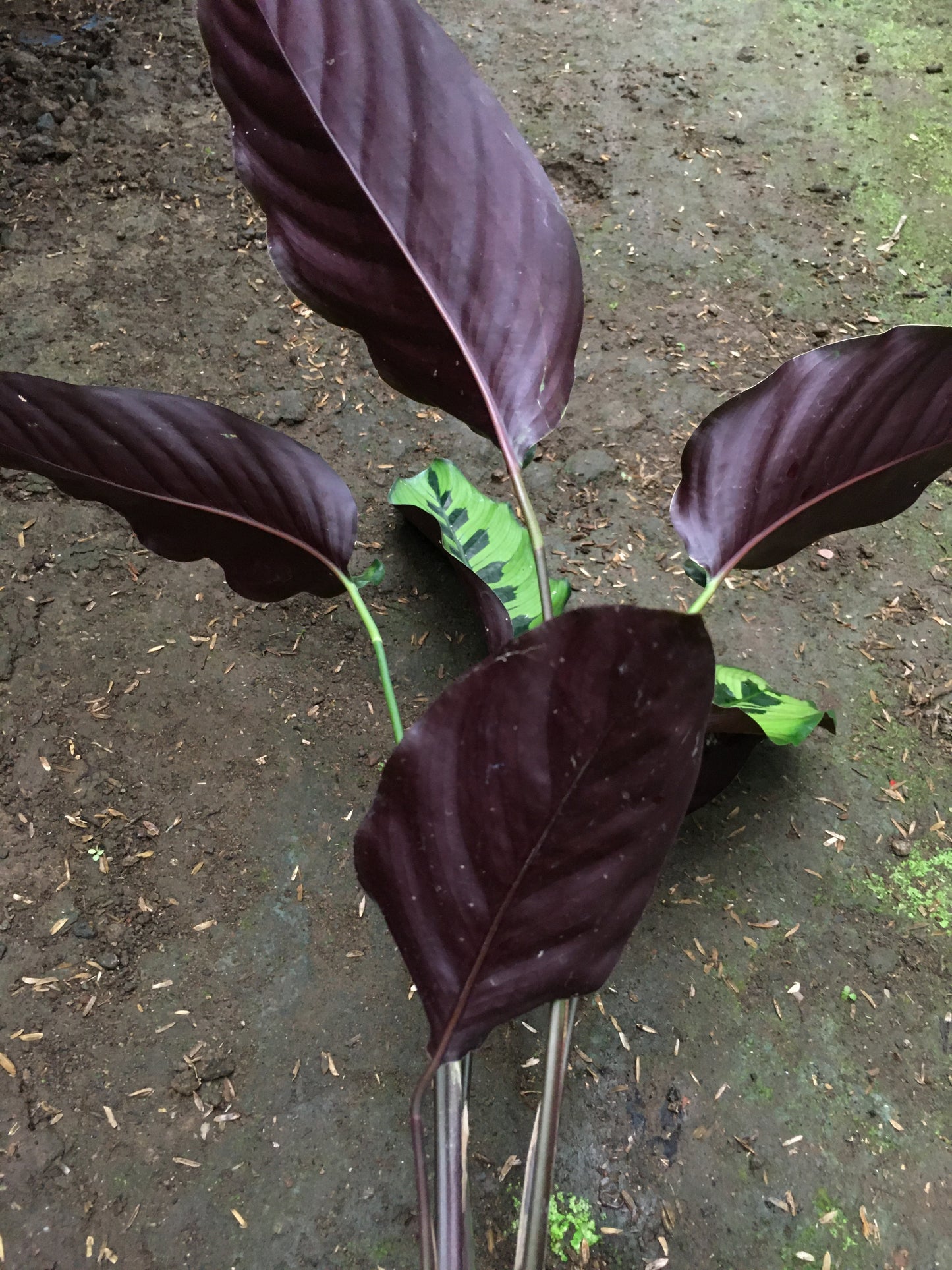 Calathea Goeppertia