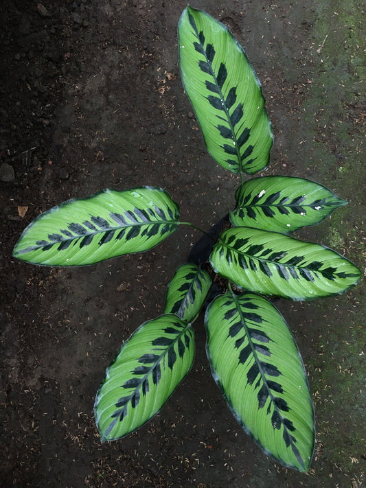 Calathea Goeppertia