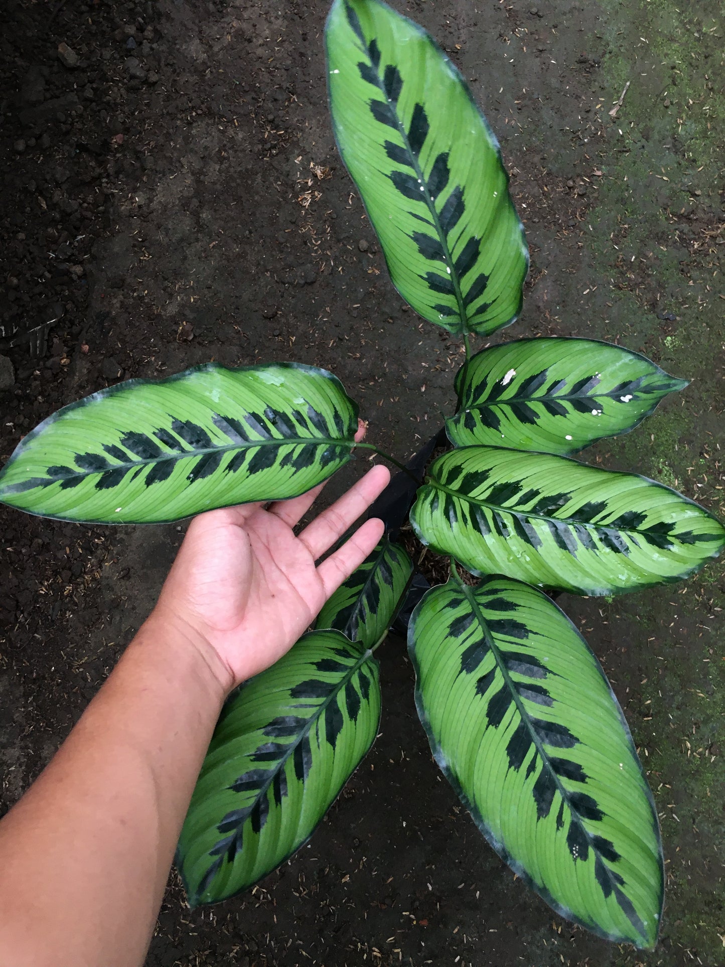 Calathea Goeppertia