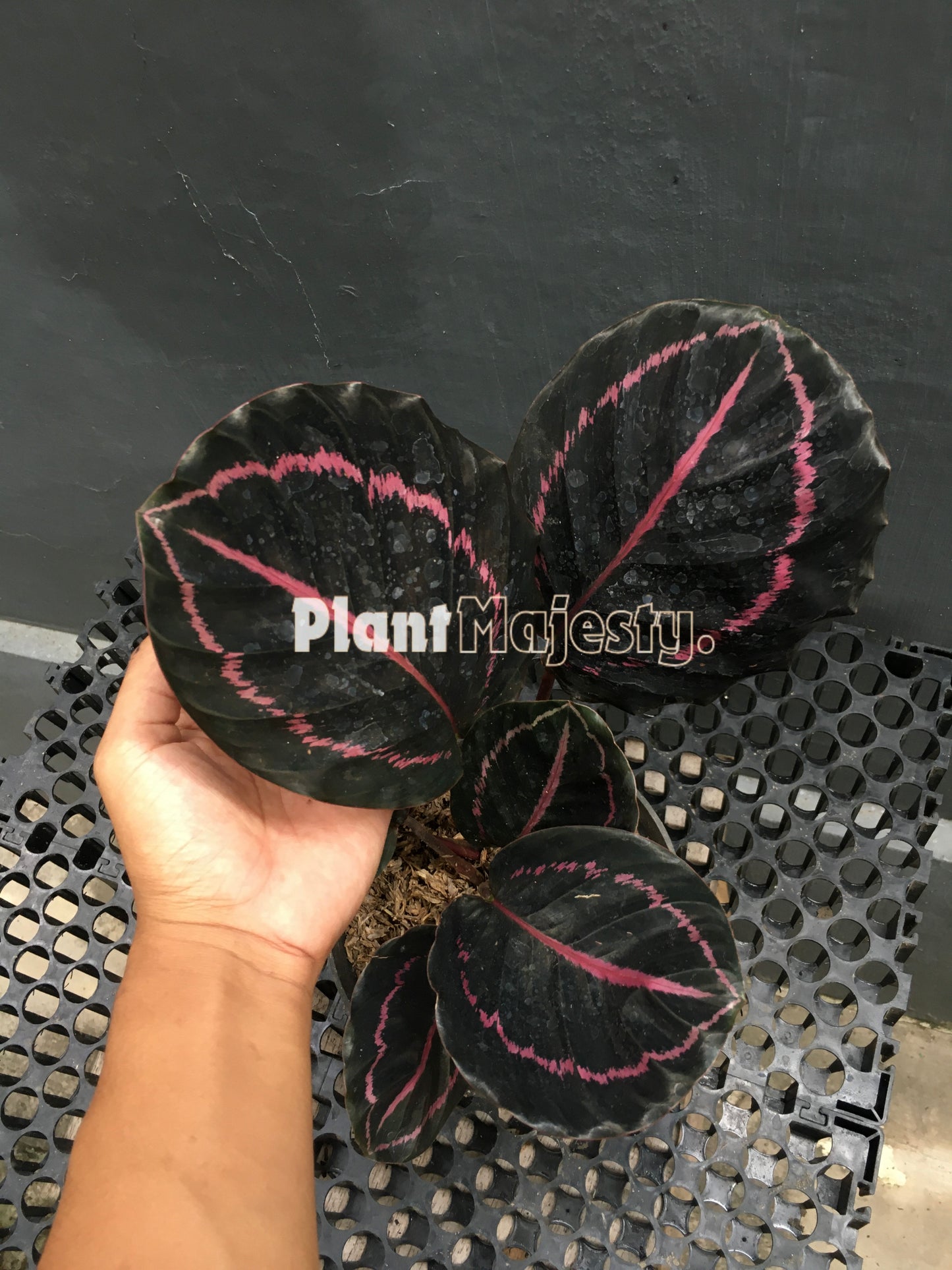 Calathea Black Lipstick