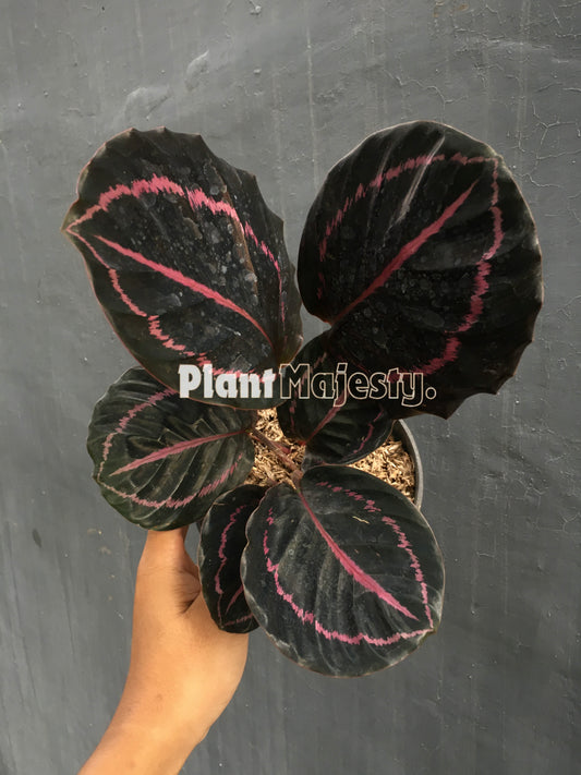 Calathea Black Lipstick