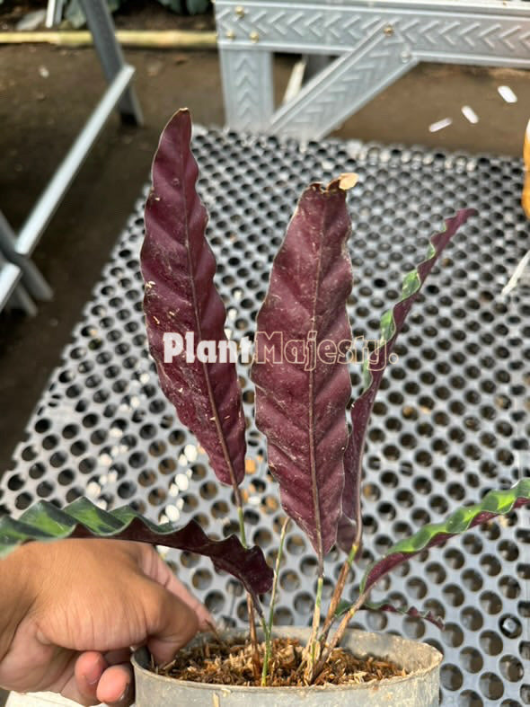 Calathea lancifolia